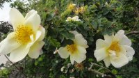 roza-rubiginosa-canary-bird3