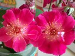 gloire_des_rosomanes2.jpg