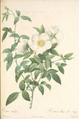 rosa-nivea