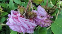crested-sweetheart
