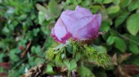 crested-sweetheart3