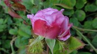 crested-sweetheart5