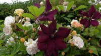 ghislaine-de-feligonde3