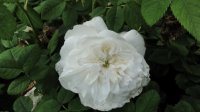 mme-legras-de-st-germain2