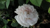 princesse-de-lamballe2