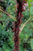 scholles-gelbe-moosrose
