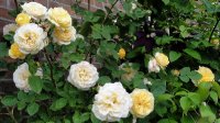 yellow-charles-austin