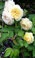 yellow-charles-austin2