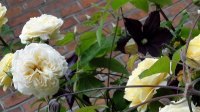 yellow-charles-austin3