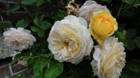 yellow-charles-austin4