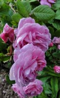berkenthines-rose