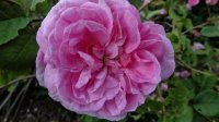 berkenthines-rose2