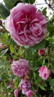 berkenthines-rose3