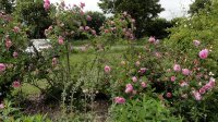 berkenthines-rose4