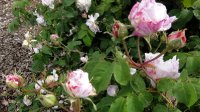 centifolia-variegata