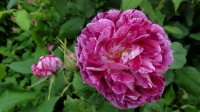 commandant-beaurepaire