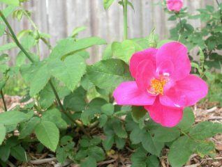 lowes-eglantine.jpg