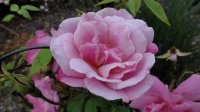 empress-of-china