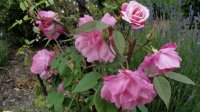 empress-of-china2