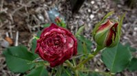 madame-alfred-de-rougemont1