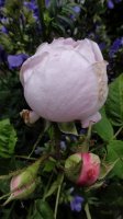madame-louis-leveque2