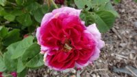 madame-massot3