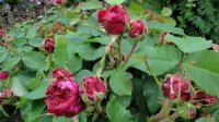schon-ingeborg22