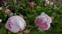 triomphe-de-flore