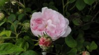 triomphe-de-flore2
