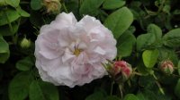 triomphe-de-flore3