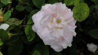 triomphe-de-flore4