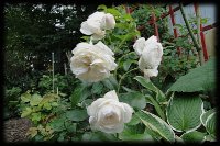 dsc02020
