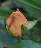 sangerhausen-jubilaumsrose