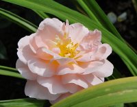 sangerhausen-jubilaumsrose4