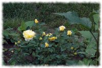 dsc00915