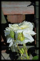 dsc02241