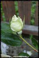 dsc02421