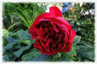 red-eden-rose