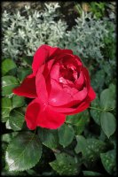 red-eden-rose2
