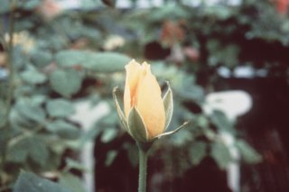 sunbonnet_sue.jpg