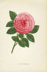 anna-de-diesbach