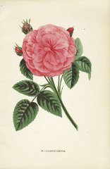 baronne-prevost