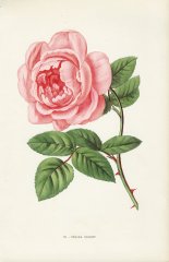 celina-noirey