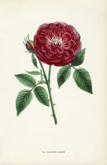 docteur-jamain