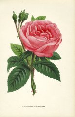 duchesse-de-cambaceres