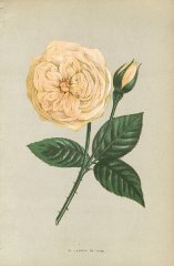gloire-de-d