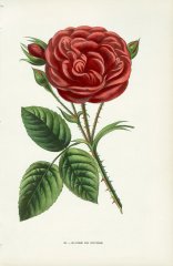 gloire-de-ducher
