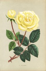 jean-pernet-rose
