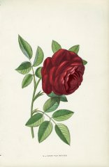 louis-van-houtte