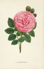 madame-edouard-ory